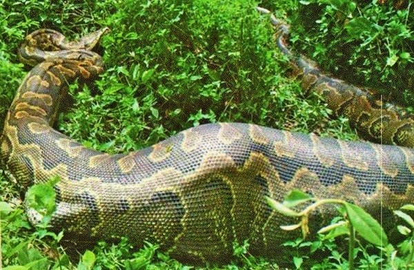 Python - Rubondo Island Park Python at Rubondo Island Park Safari Tour